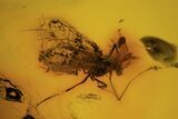 Fossil Fly (Diptera) & Beetle (Coleoptera) In Baltic Amber #120609-2